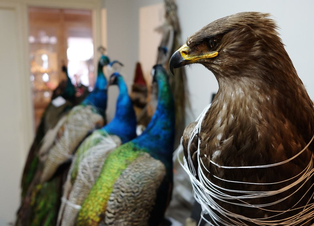 Objets de décoration - Taxidermie paon - DMW.NU: TAXIDERMY & INTERIOR