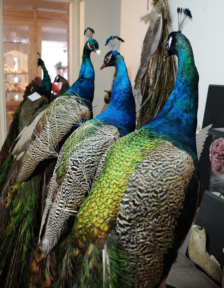 Objets de décoration - Taxidermie paon - DMW.NU: TAXIDERMY & INTERIOR