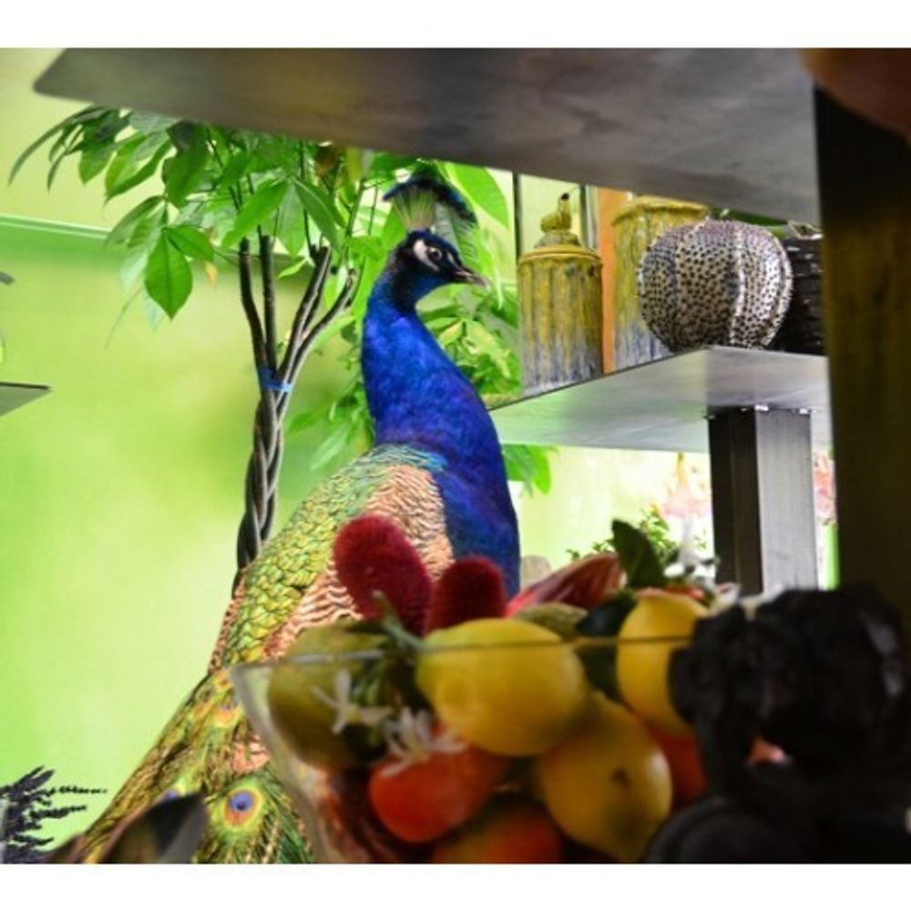 Objets de décoration - Taxidermie paon - DMW.NU: TAXIDERMY & INTERIOR