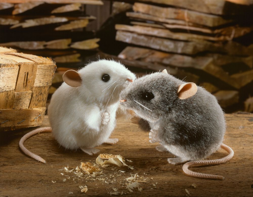 Peluches - Peluche souris - BASS ET BASS
