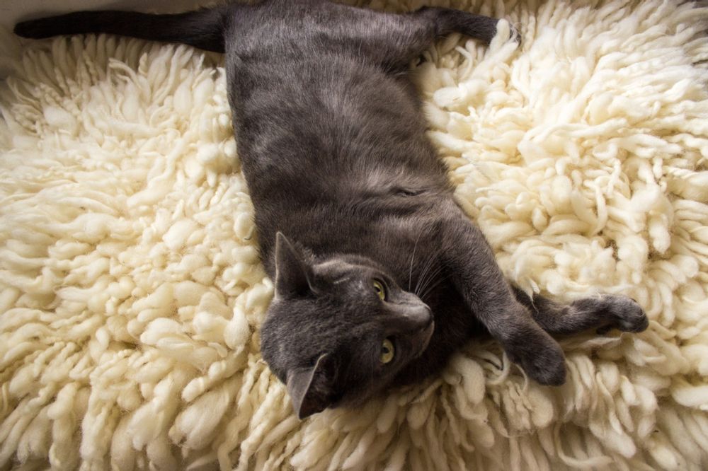 Tapis design - PELUCHE GLAM - AHUANA