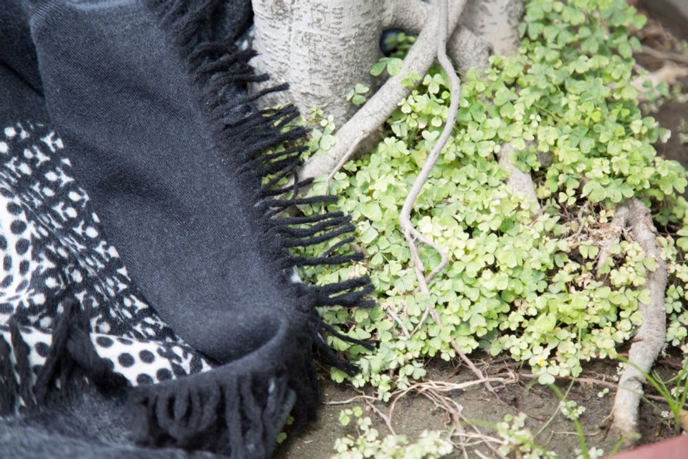 Plaids - Plaid - SHINGORA HOME