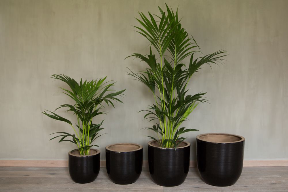 Poterie - Jumbo - QUETZALES