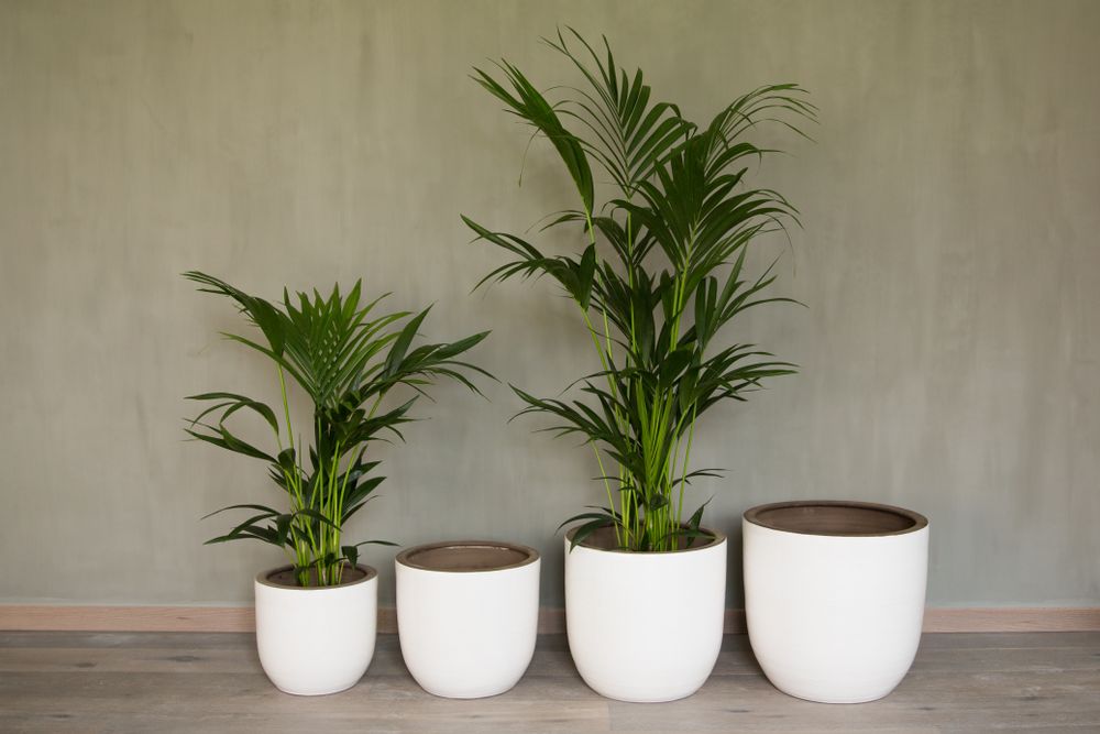 Poterie - Jumbo - QUETZALES