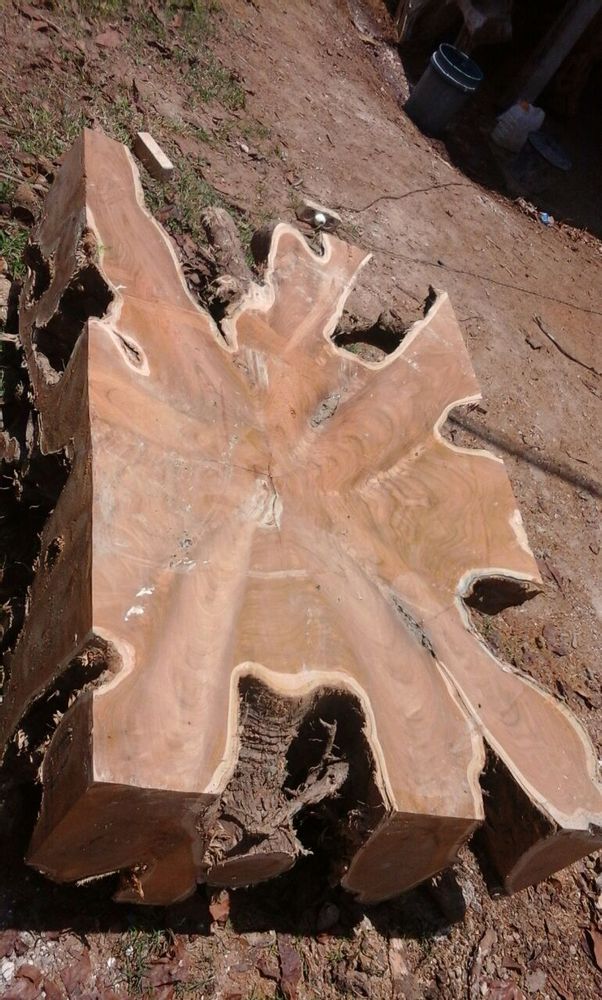 Tables pour hôtels - Table basse en bois et racine. - WILD-HERITAGE.COM