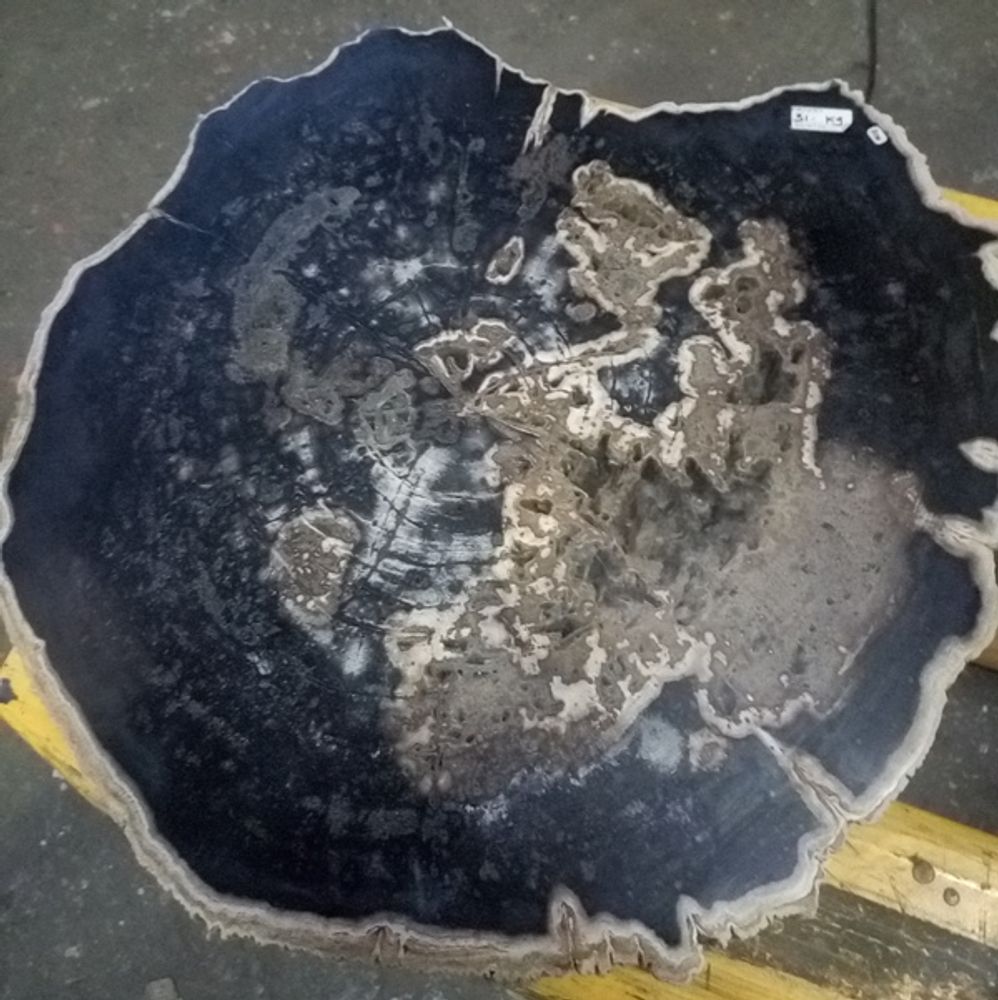 Tables for hotels - Petrified wood coffee table - WILD-HERITAGE.COM