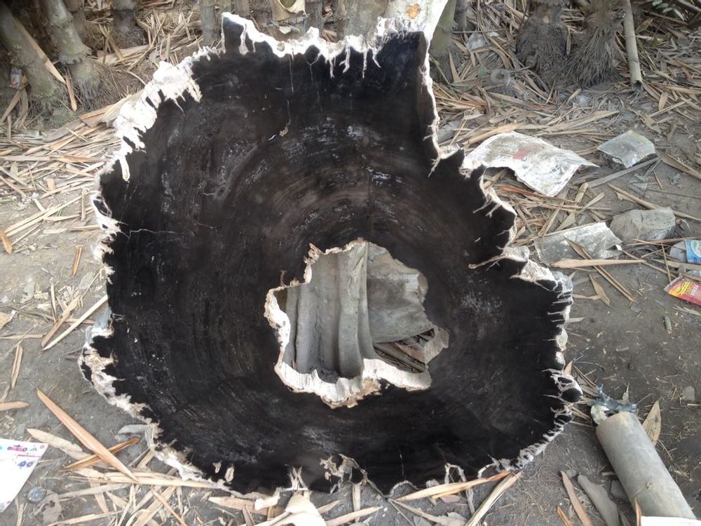 Tables for hotels - Petrified wood coffee table - WILD-HERITAGE.COM