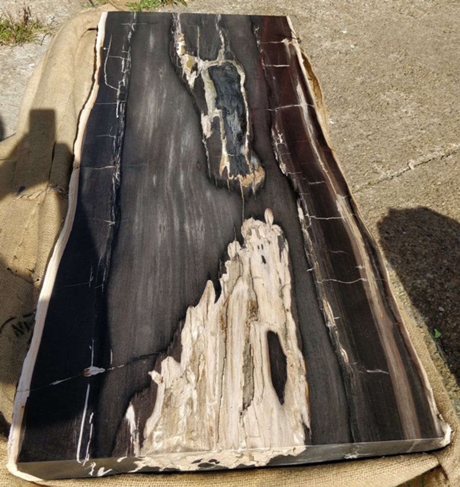 Tables for hotels - Petrified wood coffee table - WILD-HERITAGE.COM