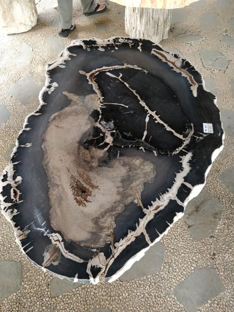 Tables for hotels - Petrified wood coffee table - WILD-HERITAGE.COM