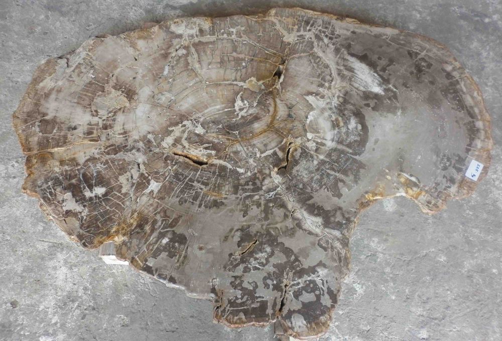 Tables for hotels - Petrified wood coffee table - WILD-HERITAGE.COM