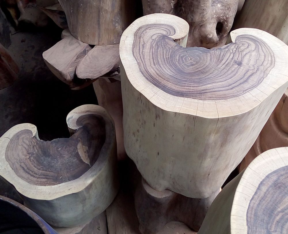 Stools for hospitalities & contracts - Wooden stool, root - WILD-HERITAGE.COM