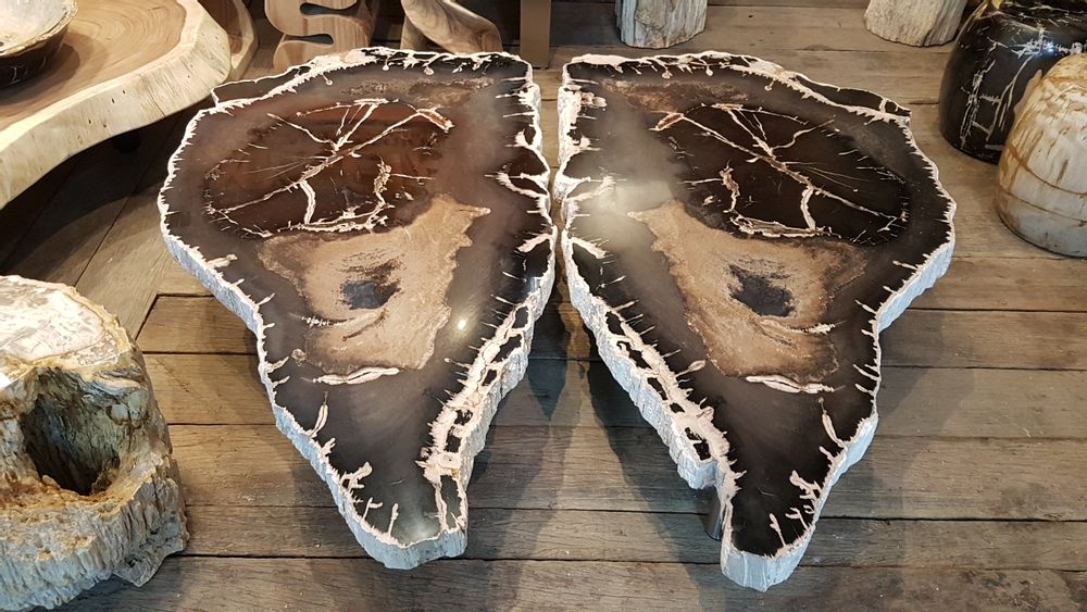 Coffee tables - PETRIFIED WOOD COFFEE TABLE - XYLEIA PETRIFIED WOOD