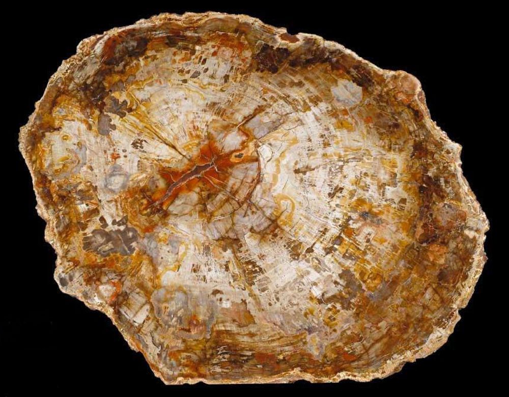 Unique pieces - PETRIFIED WOOD | Wall decoration of petrified wood - XYLEIA PETRIFIED WOOD