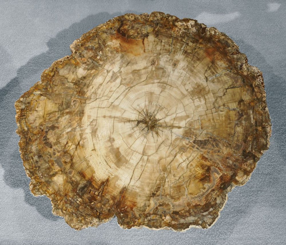 Unique pieces - PETRIFIED WOOD | Wall decoration of petrified wood - XYLEIA PETRIFIED WOOD