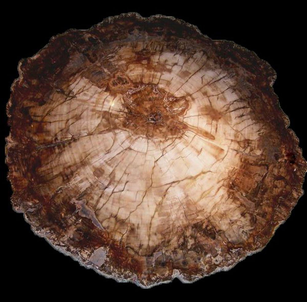 Unique pieces - PETRIFIED WOOD | Wall decoration of petrified wood - XYLEIA PETRIFIED WOOD