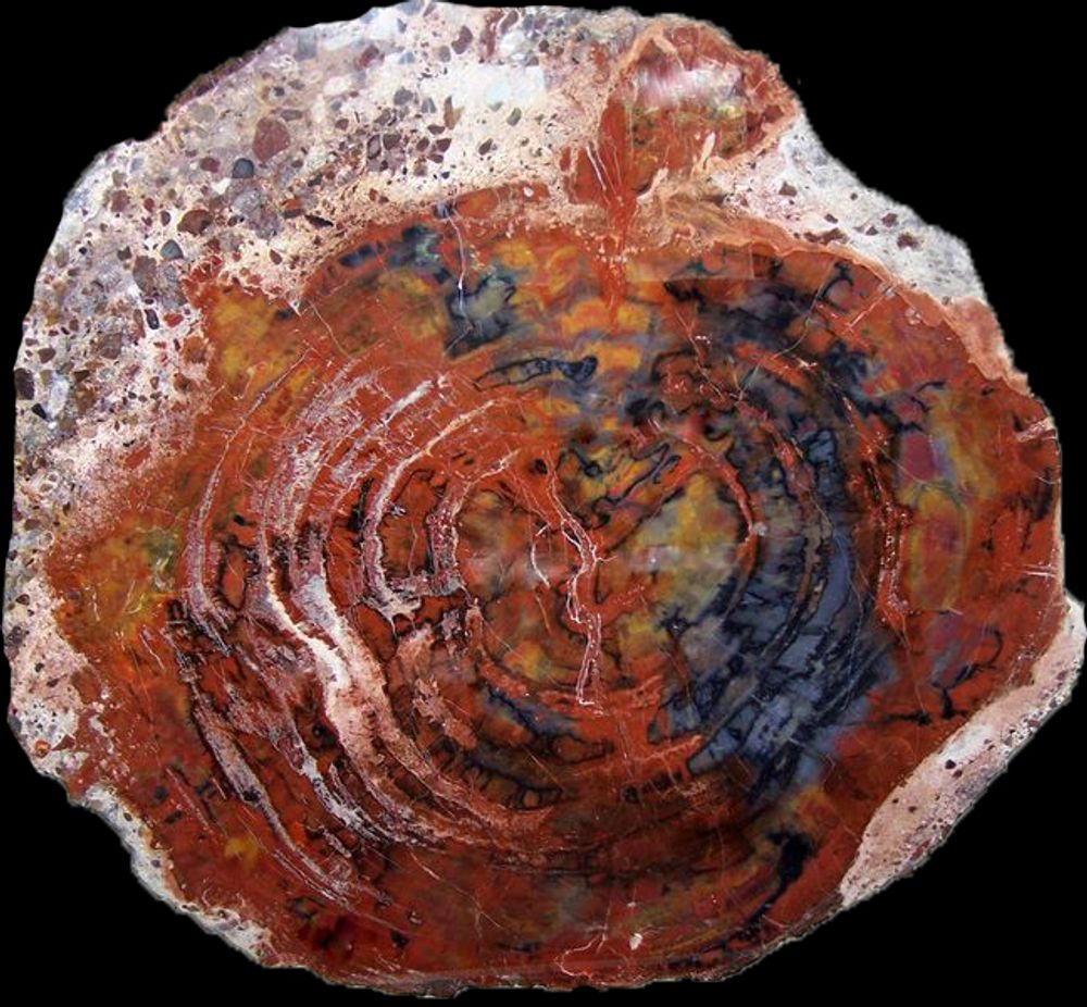 Unique pieces - PETRIFIED WOOD | Wall decoration of petrified wood - XYLEIA PETRIFIED WOOD