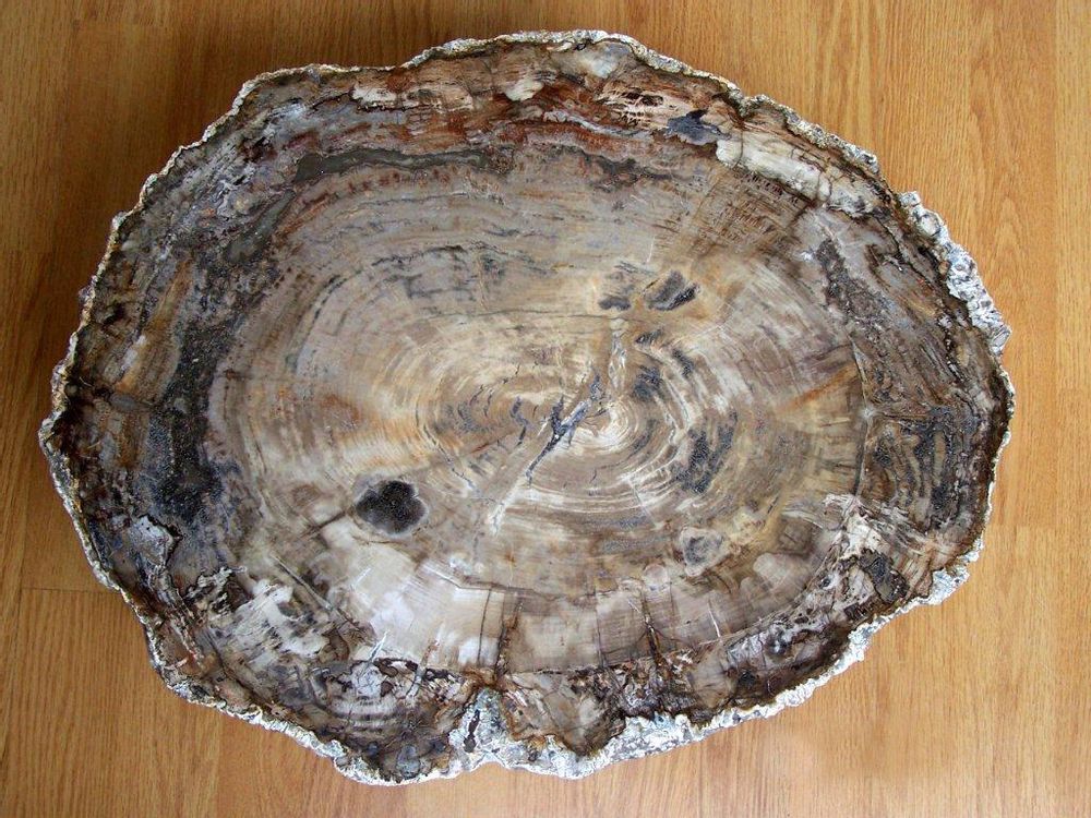 Unique pieces - PETRIFIED WOOD | Wall decoration of petrified wood - XYLEIA PETRIFIED WOOD