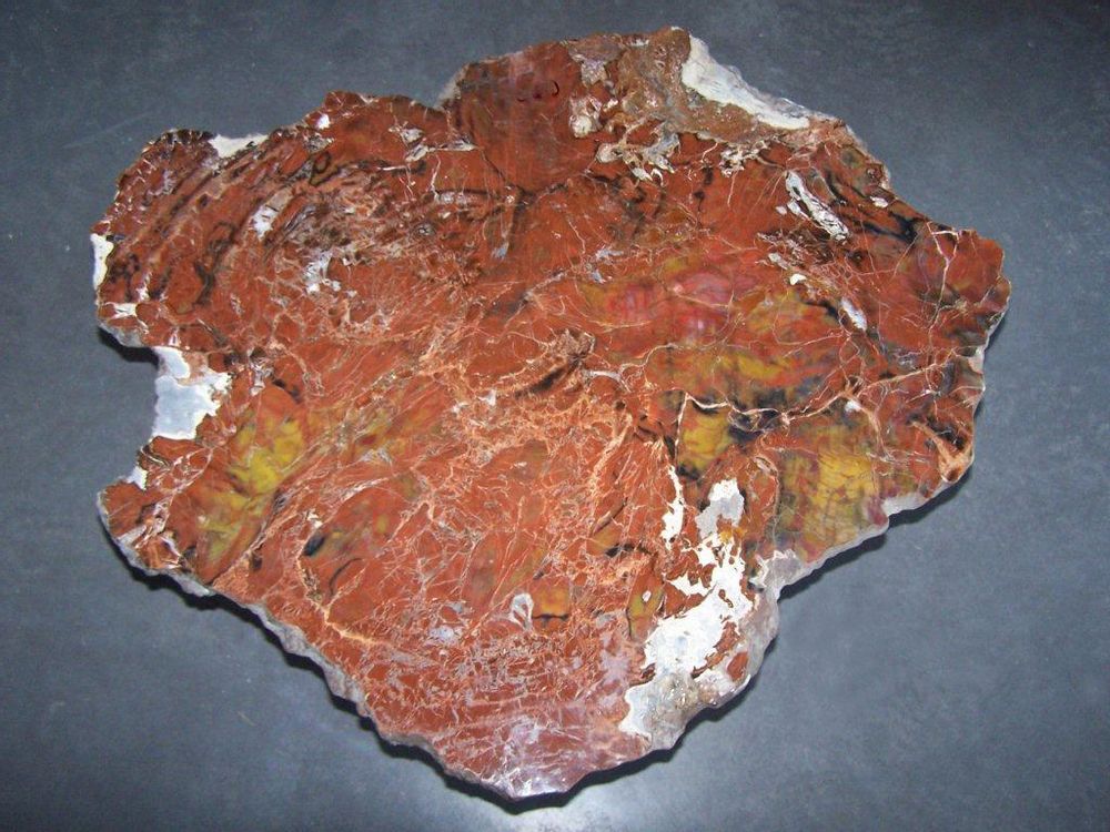 Unique pieces - PETRIFIED WOOD | Wall decoration of petrified wood - XYLEIA PETRIFIED WOOD