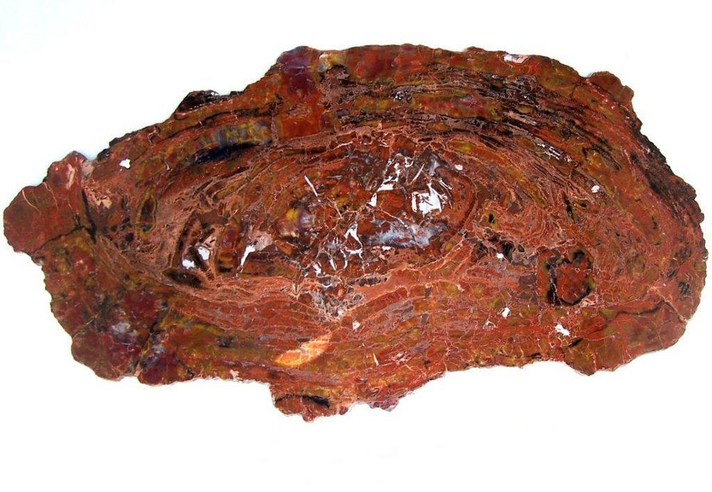 Unique pieces - PETRIFIED WOOD | Wall decoration of petrified wood - XYLEIA PETRIFIED WOOD