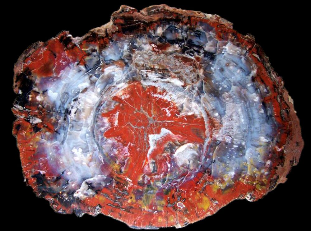 Unique pieces - PETRIFIED WOOD | Wall decoration of petrified wood - XYLEIA PETRIFIED WOOD