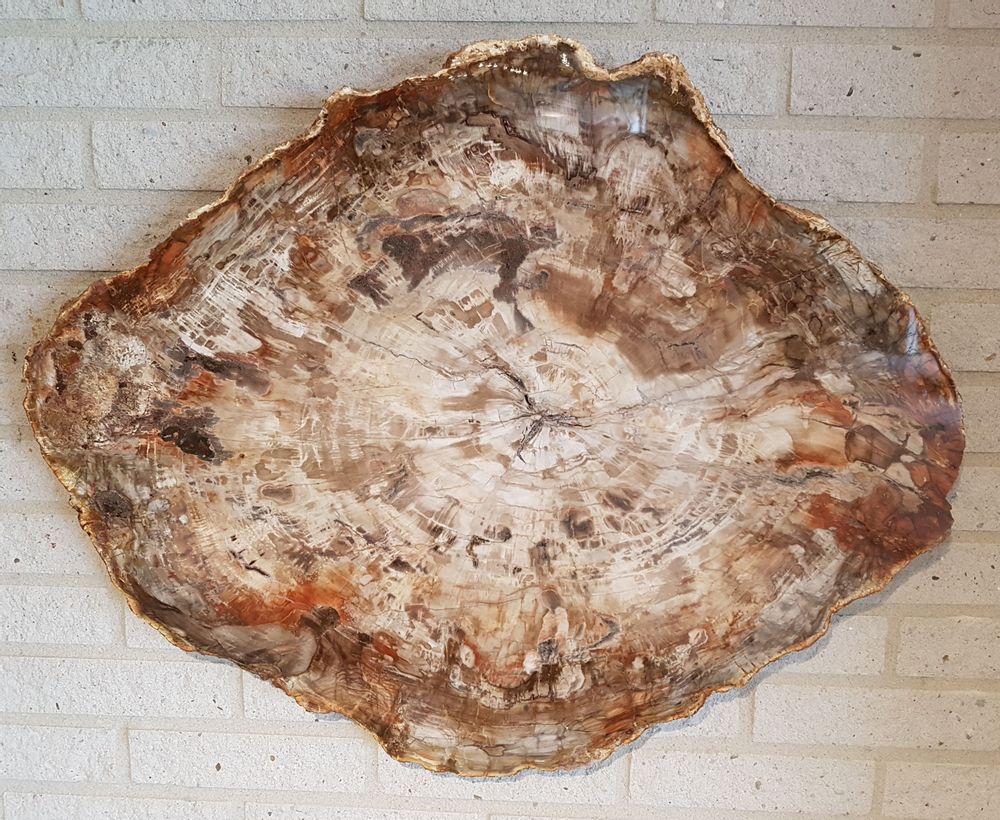 Unique pieces - PETRIFIED WOOD | Wall decoration of petrified wood - XYLEIA PETRIFIED WOOD