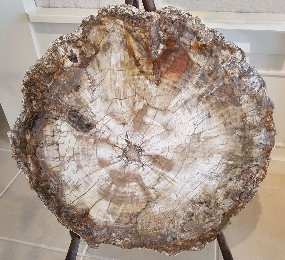 Unique pieces - PETRIFIED WOOD | Wall decoration of petrified wood - XYLEIA PETRIFIED WOOD