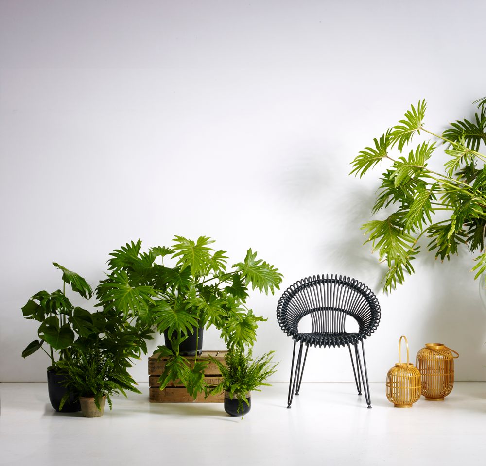 Lawn chairs - Roxy Dining Chair - VINCENT SHEPPARD