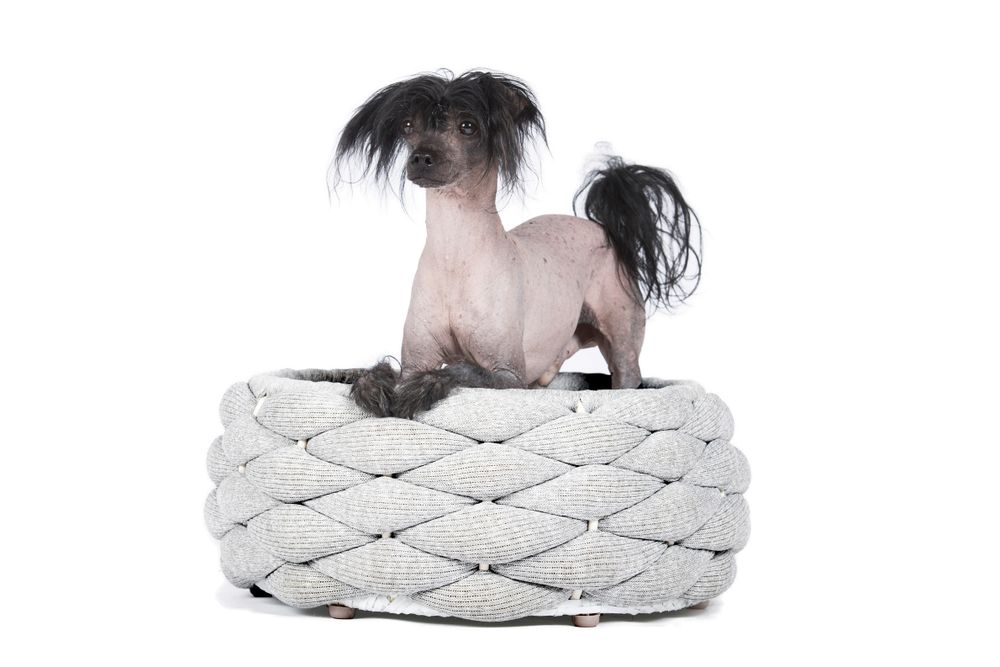 Fabric cushions - Design dog bed RIVA - LABONI