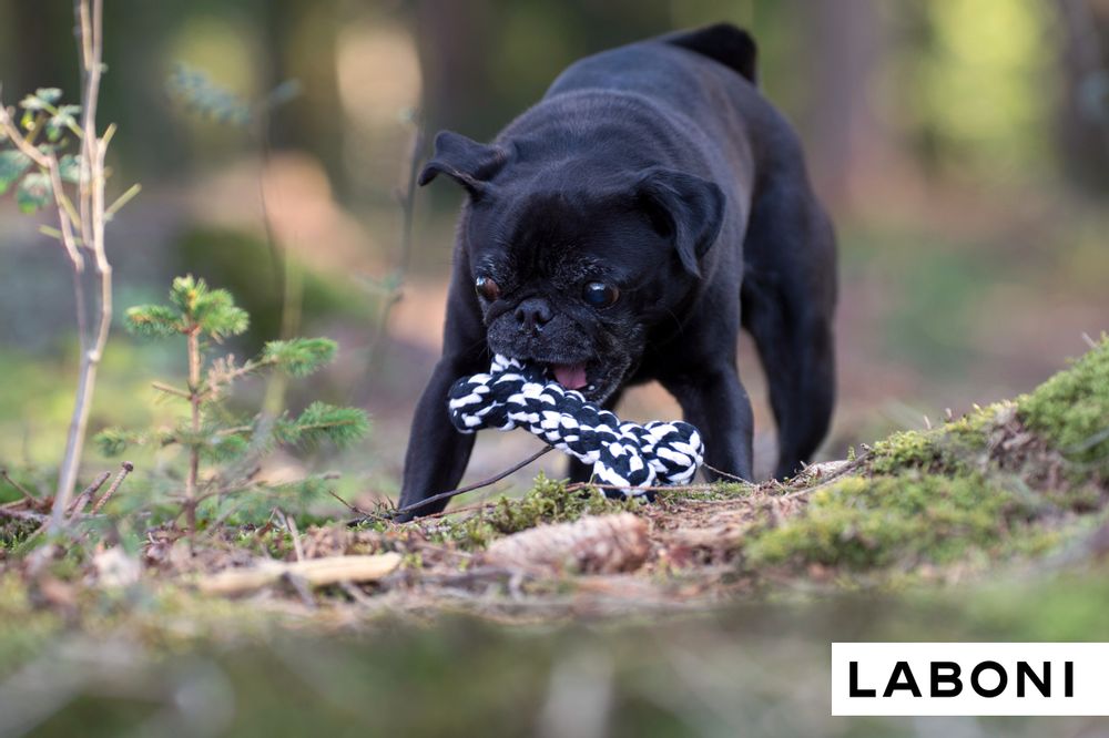 Toys - LABONI Dog TOYS - LABONI