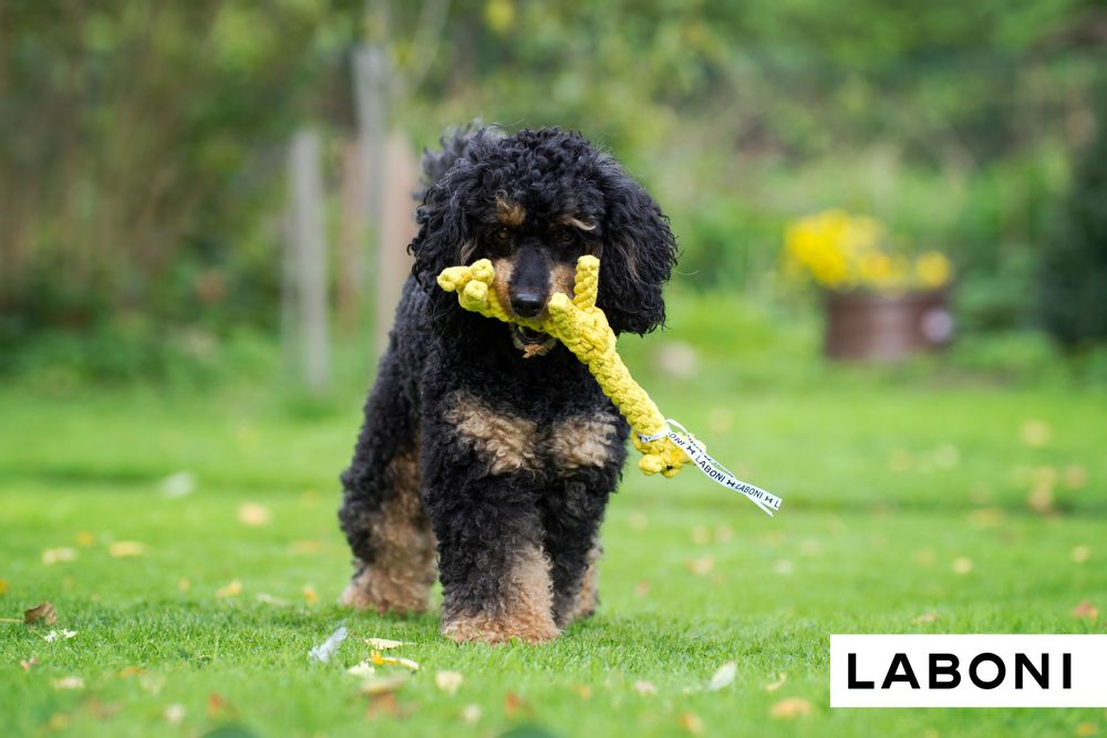 Toys - LABONI Dog TOYS - LABONI