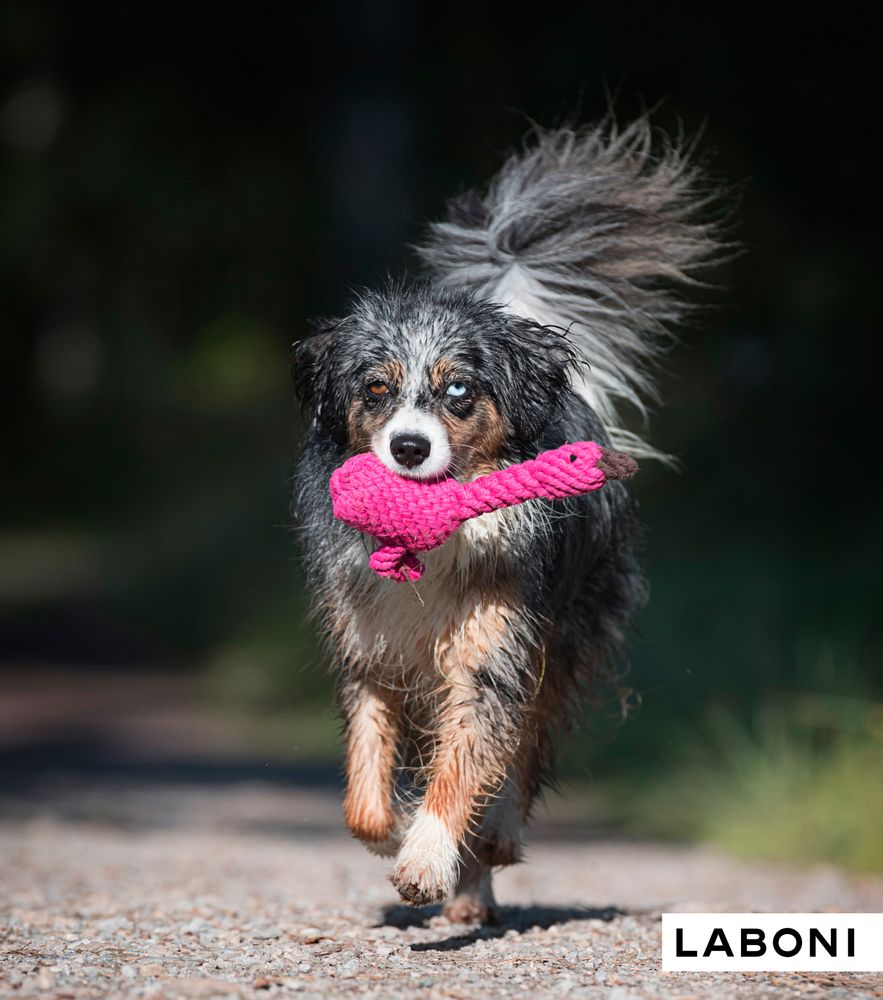 Toys - LABONI Dog TOYS - LABONI