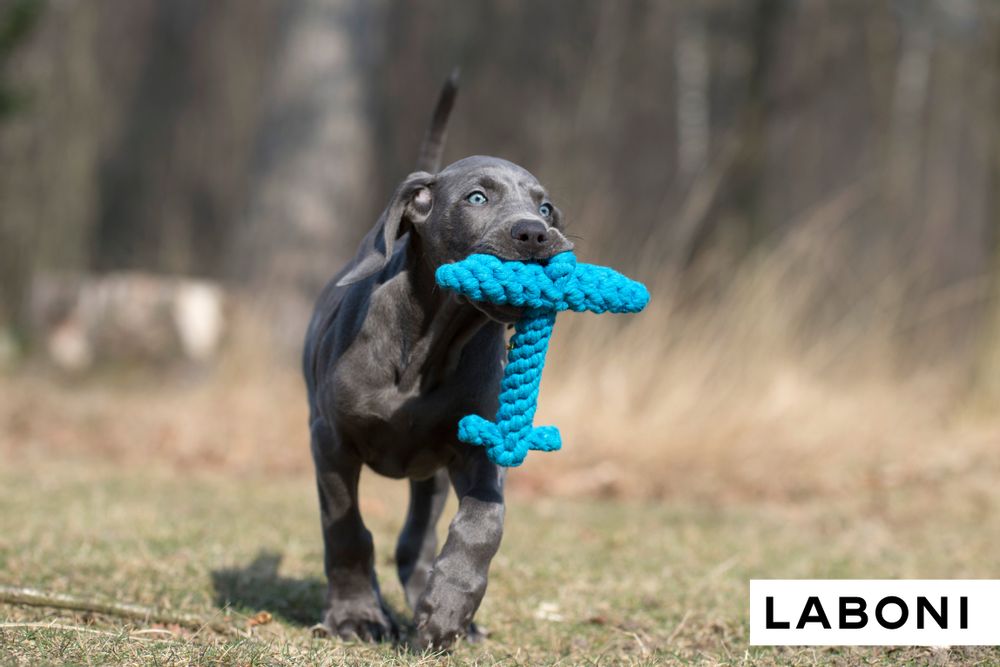 Toys - LABONI Dog TOYS - LABONI
