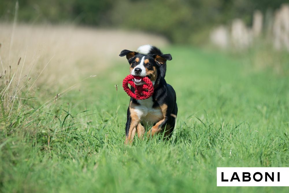 Toys - LABONI Dog TOYS - LABONI