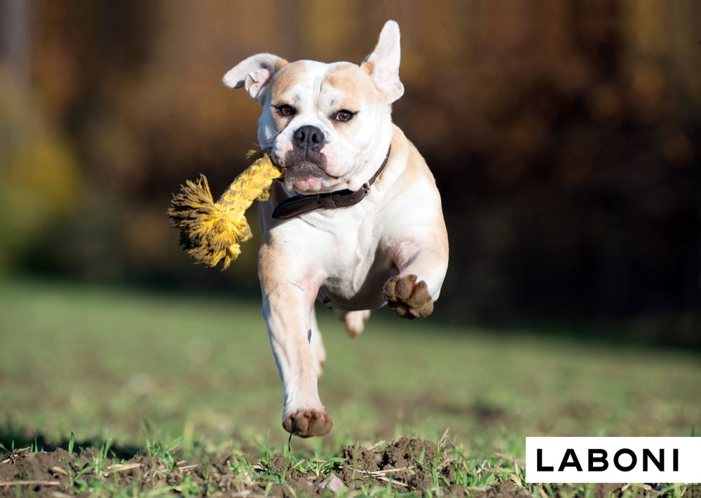Toys - LABONI Dog TOYS - LABONI