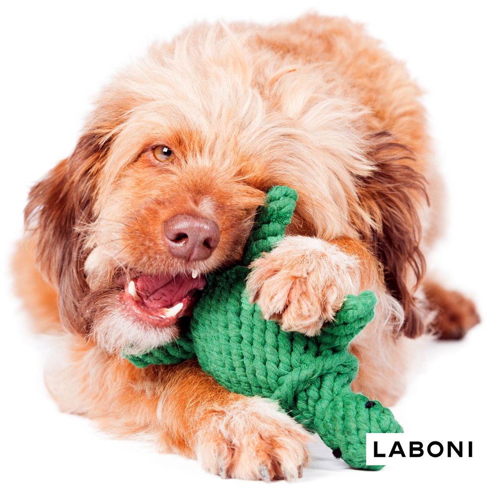 Toys - LABONI Dog TOYS - LABONI