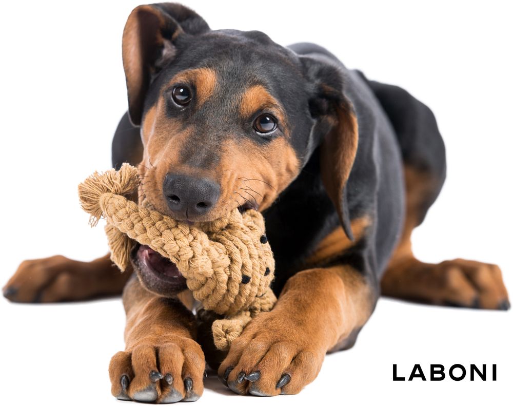Toys - LABONI Dog TOYS - LABONI