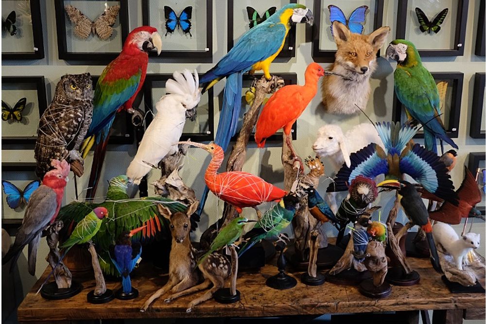 Unique pieces - Interior design with taxidermy - DMW.NU: TAXIDERMY & INTERIOR