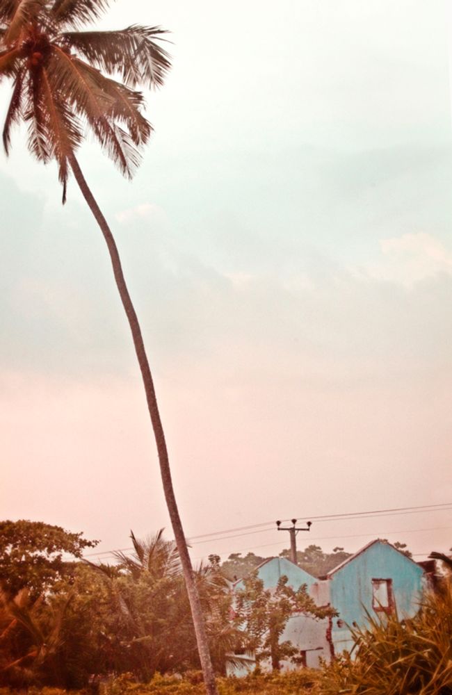 Other wall decoration - Palm Blue House - GALERIE PRINTS