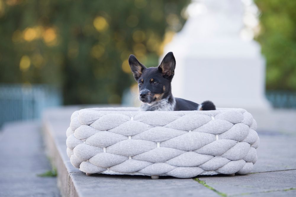 Fabric cushions - Design dog bed RIVA - LABONI