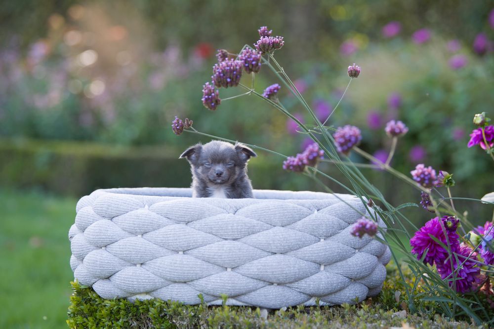 Fabric cushions - Design dog bed RIVA - LABONI