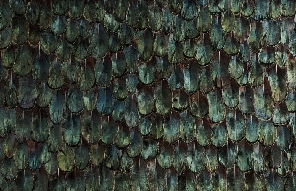 Revêtements muraux - Iridescent Peacock Feathers - KOKET