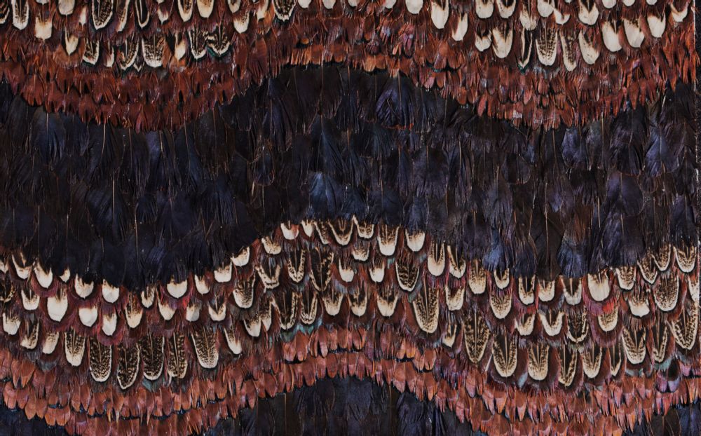 Wall panels - Peacock & Pheasant Purple Wave Feathers - KOKET