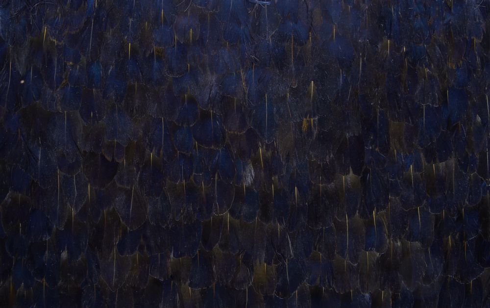 Wall panels - Peacock Purple Feathers - KOKET