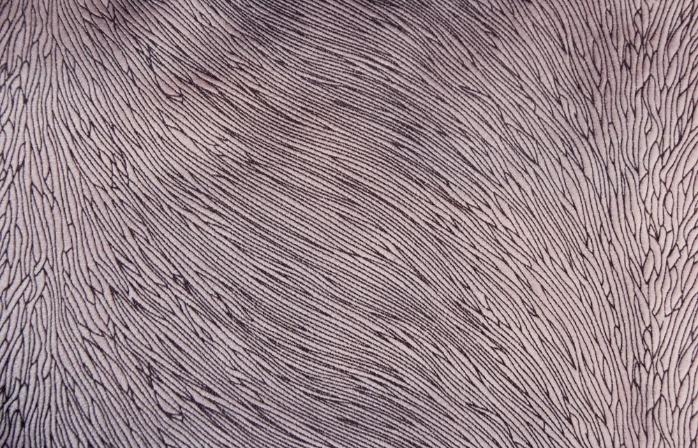 Fabrics - Hide Velvet Candyfloss - KOKET