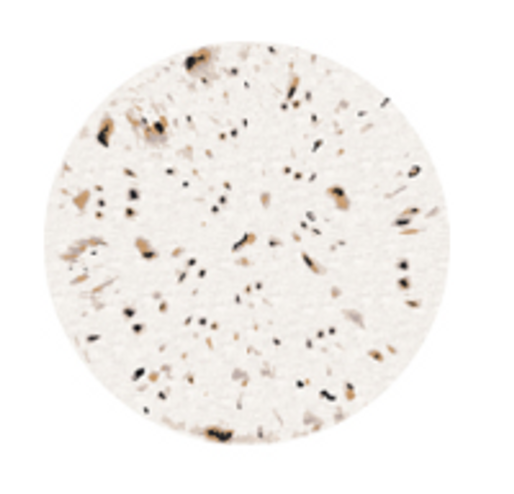 Other caperts - OSLO RUG - RUG'SOCIETY