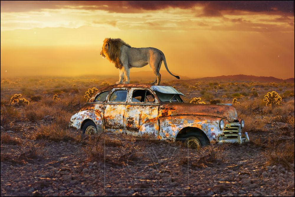 Autres décorations murales - COLORS - Lost Cars Lions - GALLERY VERTICAL