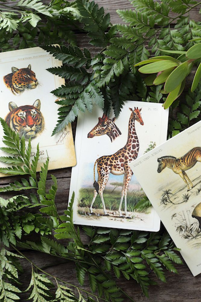 Gifts - Greeting Cards - BOMO ART BUDAPEST