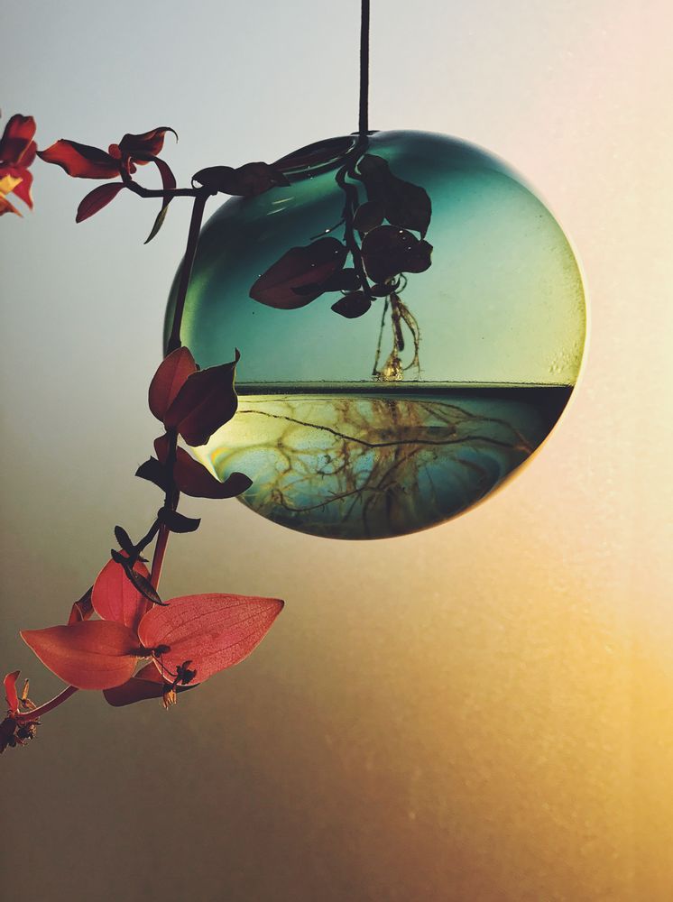 Vases - Flower and plant bubbles, hanging - STUDIO ABOUT