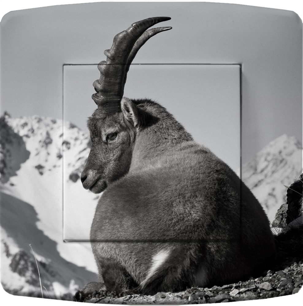 Hotel bedrooms - DECORATED ELECTRICAL SWITCHES "ANIMALS COLLECTION" - DO NOT USE