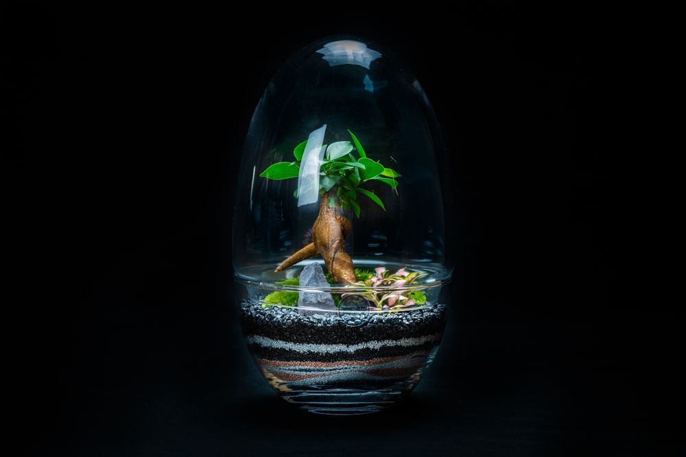Objets design - KIPLING terrarium  - JUNGLE GLASS